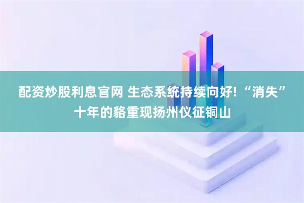 配资炒股利息官网 生态系统持续向好! “消失”十年的貉重现扬州仪征铜山