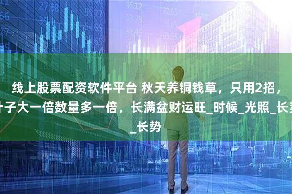 线上股票配资软件平台 秋天养铜钱草，只用2招，叶子大一倍数量多一倍，长满盆财运旺_时候_光照_长势